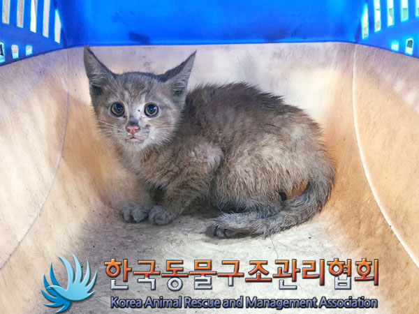 한국동물구조관리협회_441559202300795